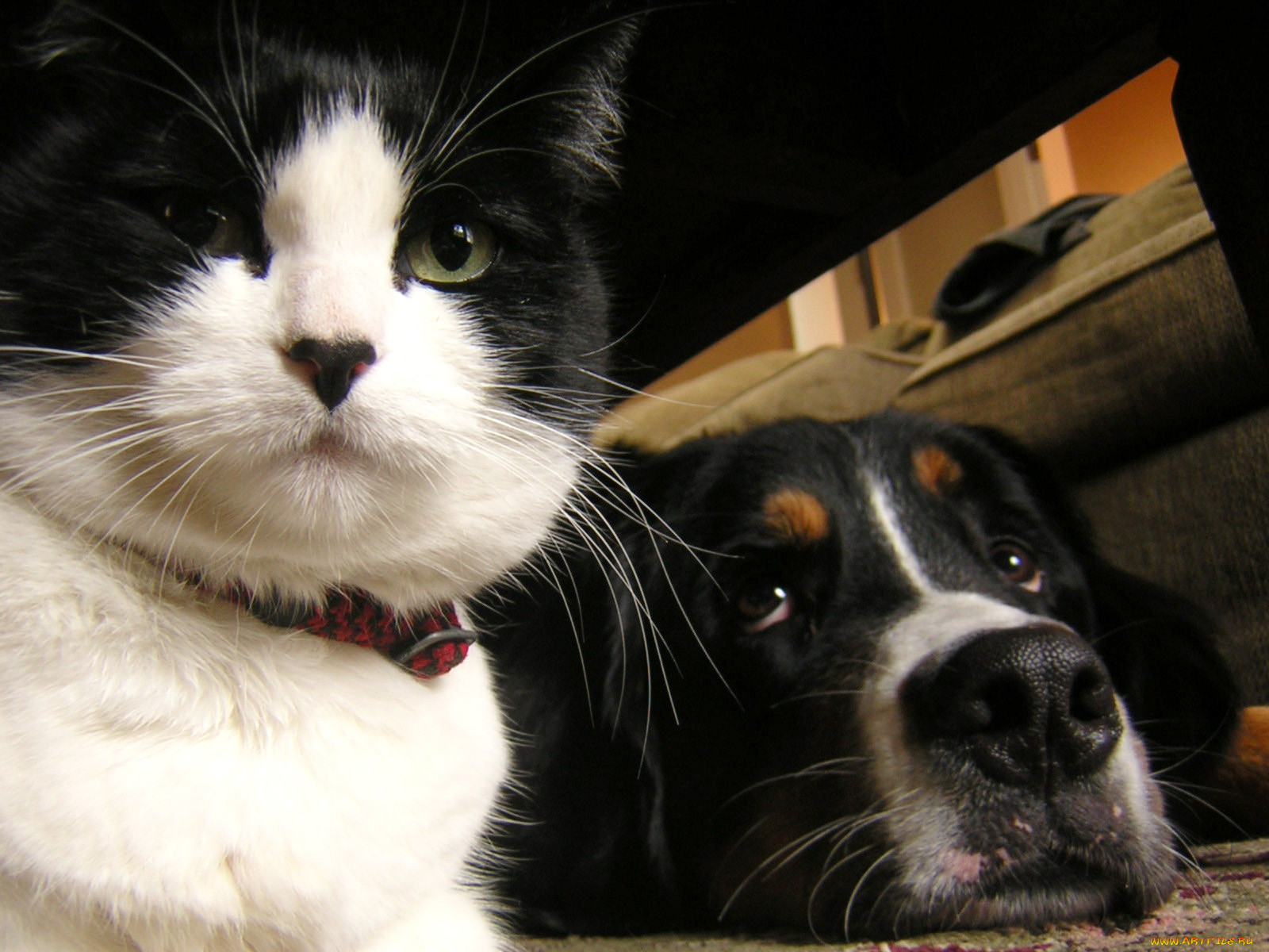 , , , dog, cat